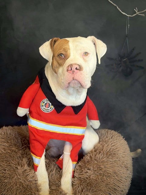 Photo of ED, adoptable Pit Bull Terrier in Fairfield, California