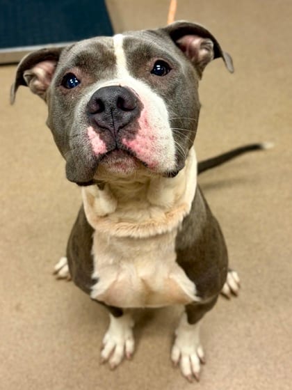 Photo of Showtime, adoptable dog in Chamblee, Georgia