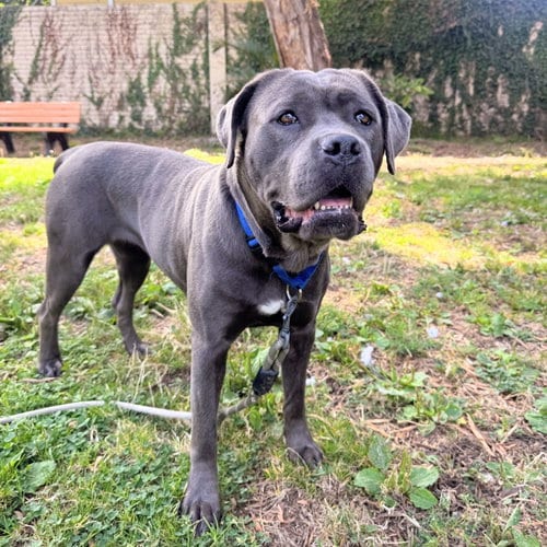 Photo of Clara, adoptable Cane Corso Mastiff in Oakland, California