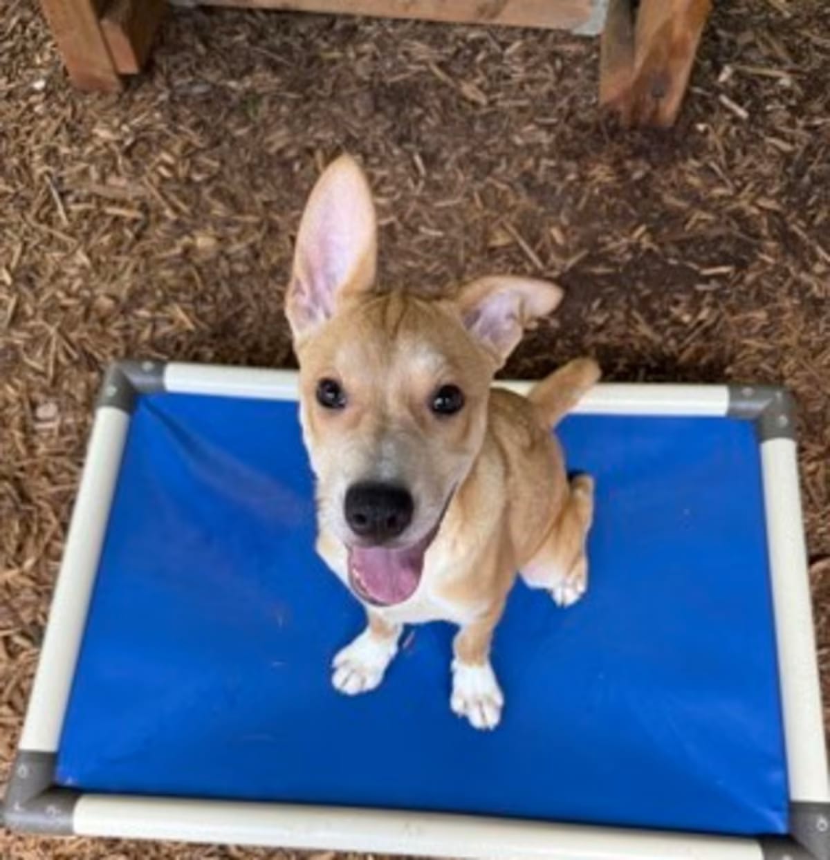 Photo of Law, adoptable Husky/Labrador Retriever in Cumming, Georgia