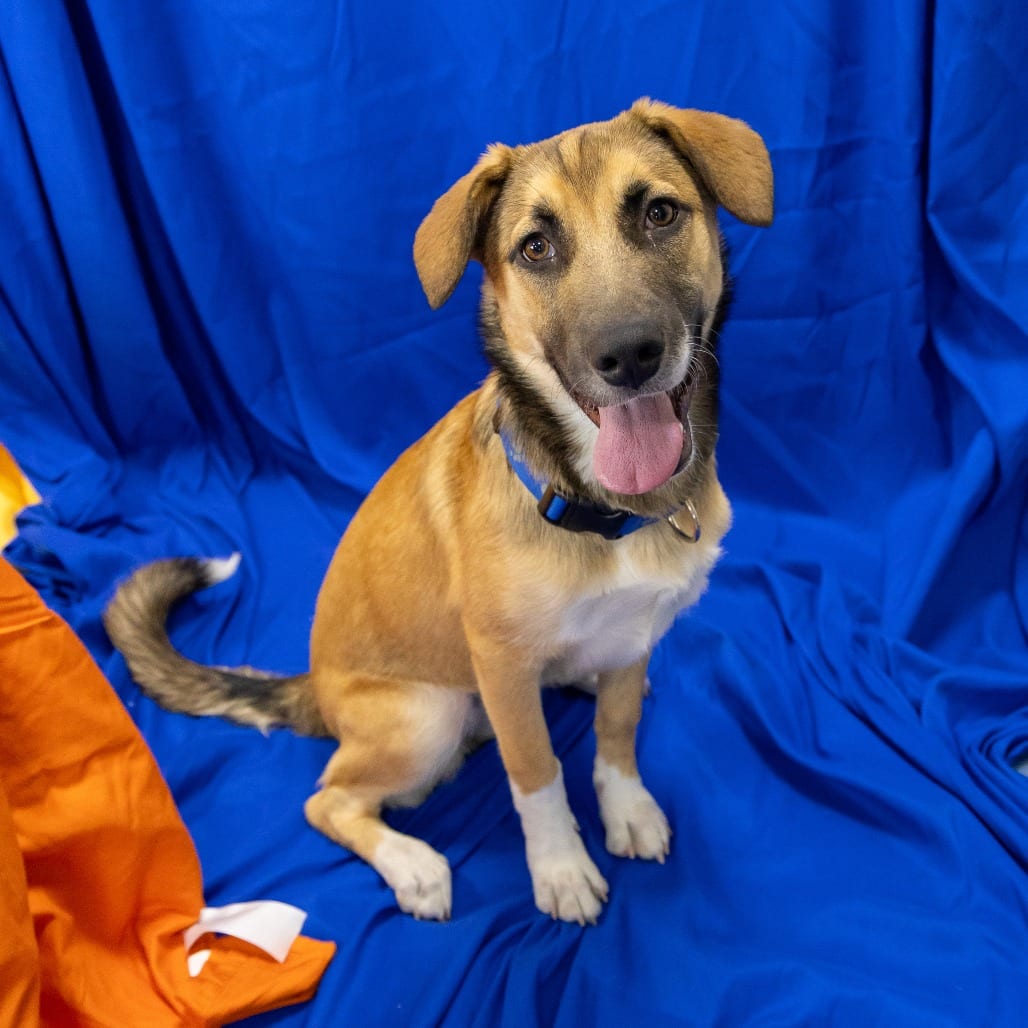 Photo of Hazelnut, adoptable Mixed Breed (Large) in Gainesville, Florida