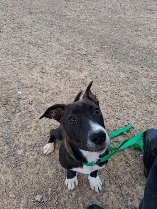Photo of Nova, adoptable Terrier in Mountainair, New Mexico