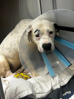 Photo of Nanita, adoptable dog in Chamblee, Georgia