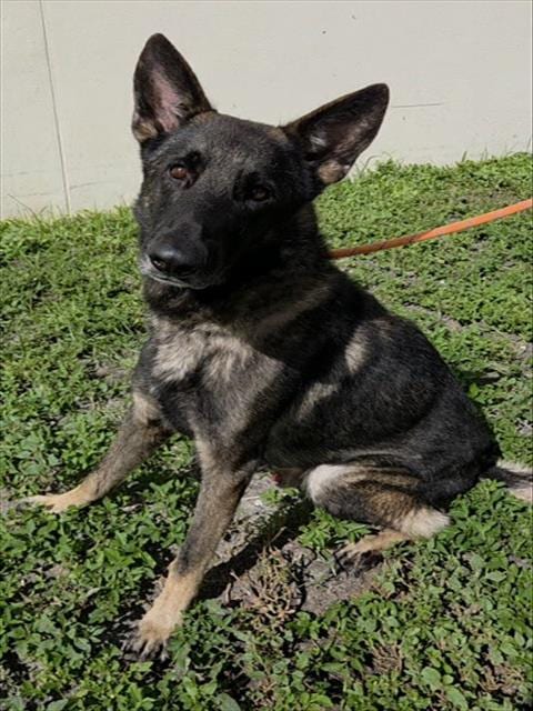 Photo of Wesley, adoptable German Shepherd Dog in Fort Lauderdale, Florida