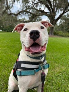 Photo of Tobias, adoptable American Bulldog in Tallahassee, Florida
