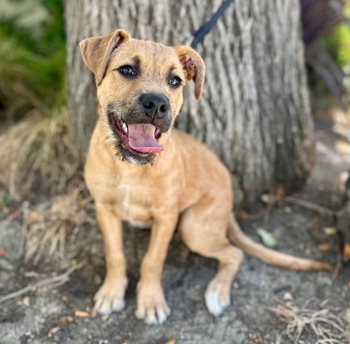 Photo of Bullseye, adoptable Border Terrier in Romoland, California