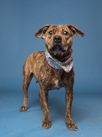 Photo of Sweetie, adoptable dog in Atlanta, Georgia