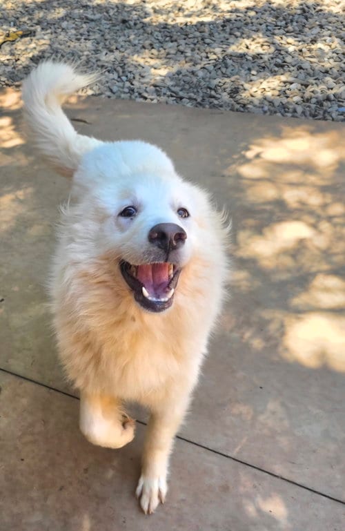 Photo of Clara Mae, adoptable Great Pyrenees in Thomasville, North Carolina