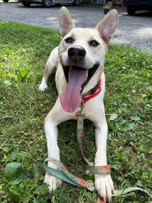 Photo of Kaya, adoptable German Shepherd Dog in Baltimore, Maryland