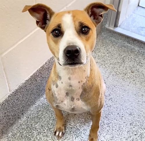 Photo of Chowder, adoptable Pit Bull Terrier in Houston, Texas