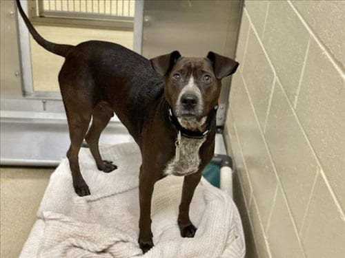 Photo of Leo, adoptable Labrador Retriever in Chapel Hill, North Carolina