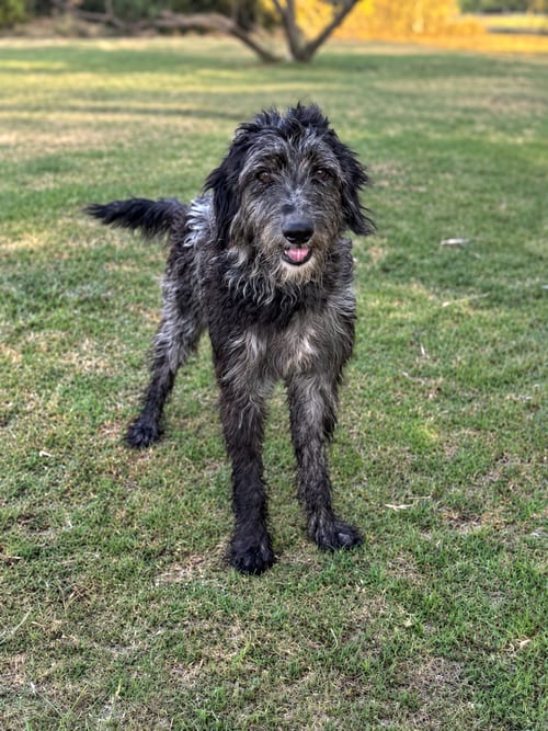 Photo of Lucas, adoptable Poodle (Standard) in PIPE CREEK, Texas