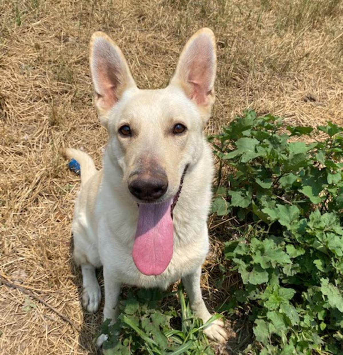 Photo of Sidney -SUPER STAR, adoptable German Shepherd Dog in Baltimore, Maryland