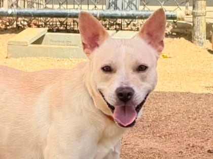 Photo of Bindi, adoptable dog in Georgetown, Texas