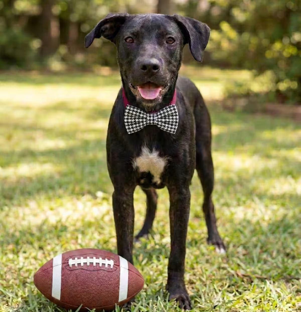 Photo of Ash, adoptable Labrador Retriever in Glastonbury, Connecticut