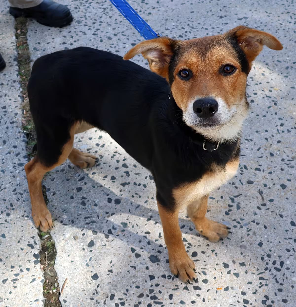 Photo of Minerva, adoptable German Shepherd Dog in Harrison, New York