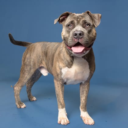 Photo of Andre 3000, adoptable dog in Atlanta, Georgia