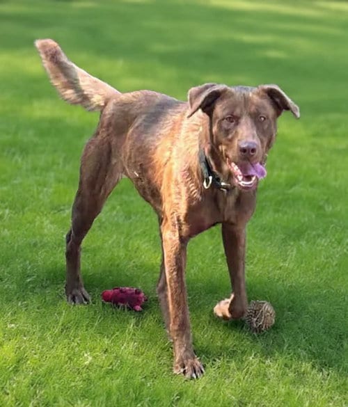 Photo of Mechanic: At shelter, adoptable Chocolate Labrador Retriever in Rustburg, Virginia