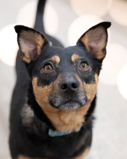 Photo of Chico, adoptable Miniature Pinscher in Holbrook, New York