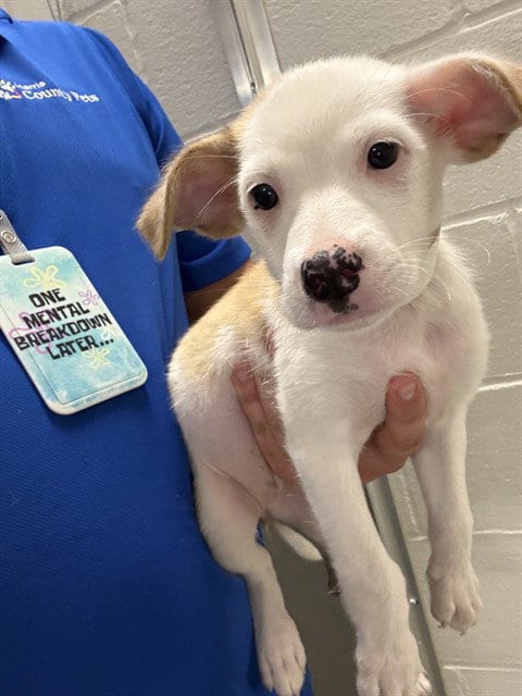 Photo of A661588, adoptable Labrador Retriever in Houston, Texas
