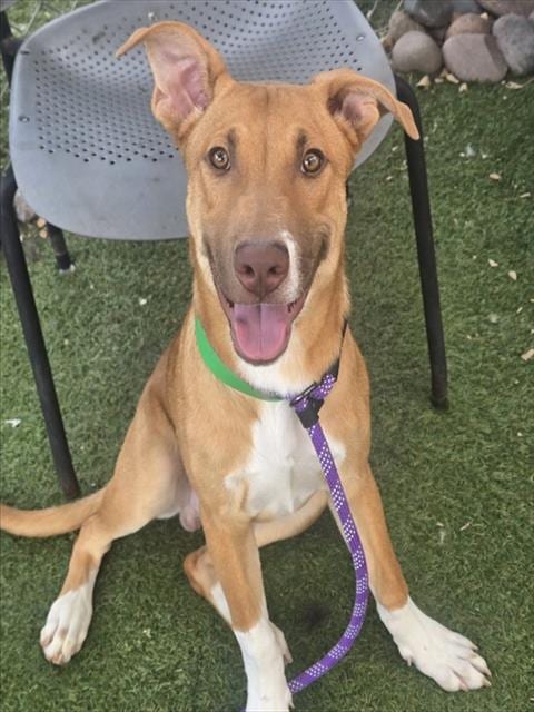 Photo of Harlem, adoptable Labrador Retriever in Phoenix, Arizona