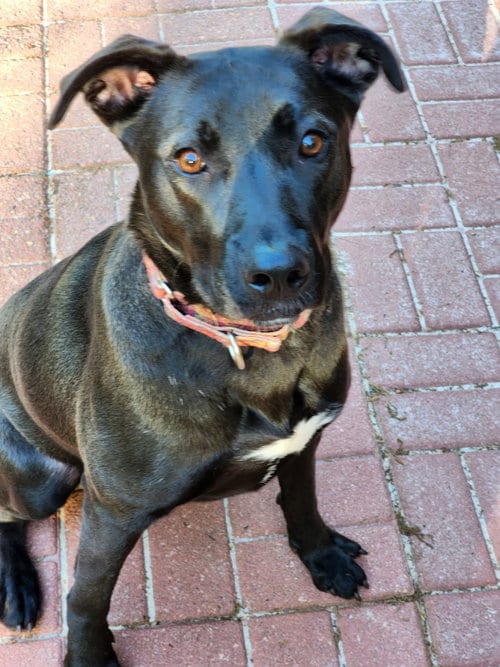 Photo of Nuka, adoptable American Pit Bull Terrier in Locust Grove, Georgia