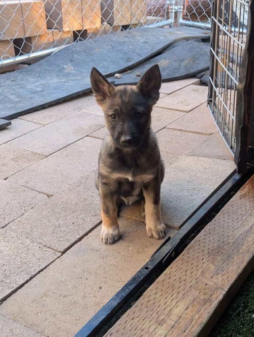 Photo of Drive Thru litter, Panda - located in UT, adoptable Belgian Shepherd Malinois in Imlay City, Michigan
