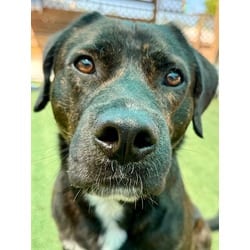 Photo of Greenley, adoptable Labrador Retriever in Port St. Joe, Florida
