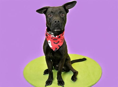 Photo of Rico, adoptable Labrador Retriever in Ft Lauderdale, Florida