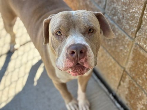 Photo of Noah, adoptable Pit Bull Terrier in Tulsa, Oklahoma