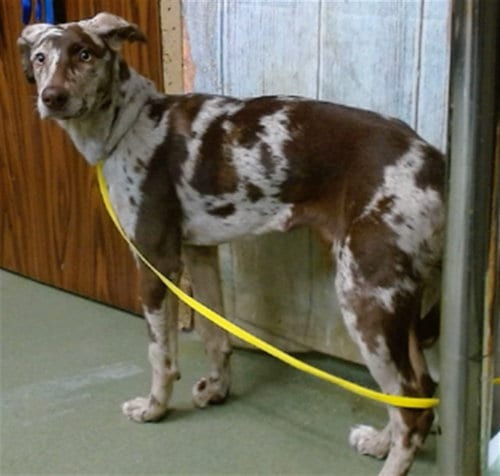 Photo of Haley, adoptable Catahoula Leopard Dog in San Bernardino, California