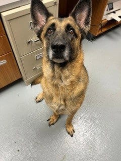 Photo of Rose, adoptable German Shepherd Dog in St. Cloud, Florida