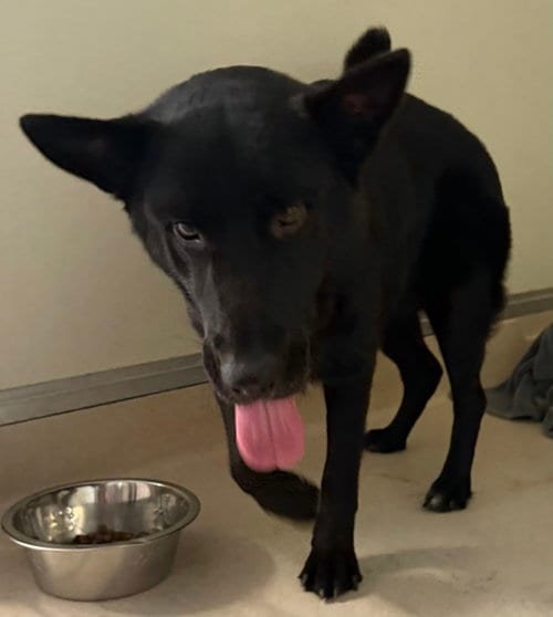 Photo of Simone, adoptable German Shepherd Dog in Sanford, Florida