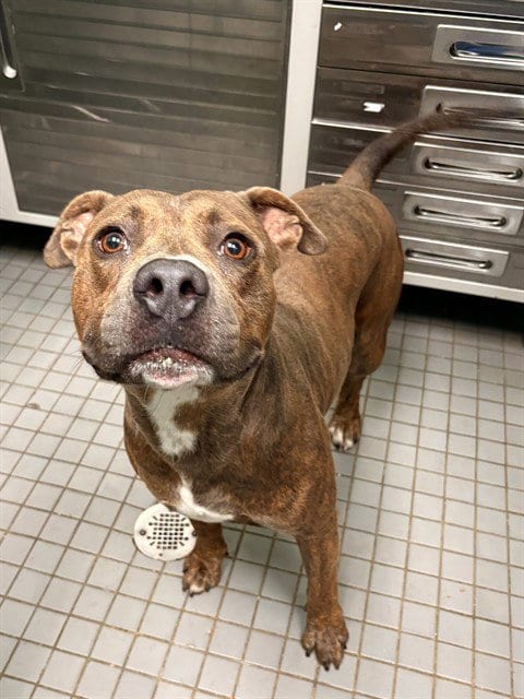 Photo of Snoop Dawg, adoptable Pit Bull Terrier in Killeen, Texas