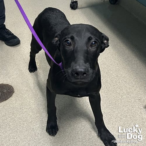 Photo of Arthur, adoptable Labrador Retriever in Washington, District of Columbia