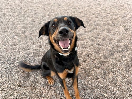 Photo of Molly, adoptable German Shepherd Dog in Mesa, Arizona