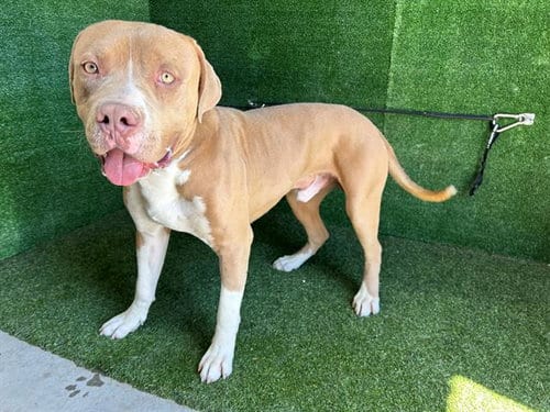 Photo of Mateo, adoptable Pit Bull Terrier in Lancaster, California