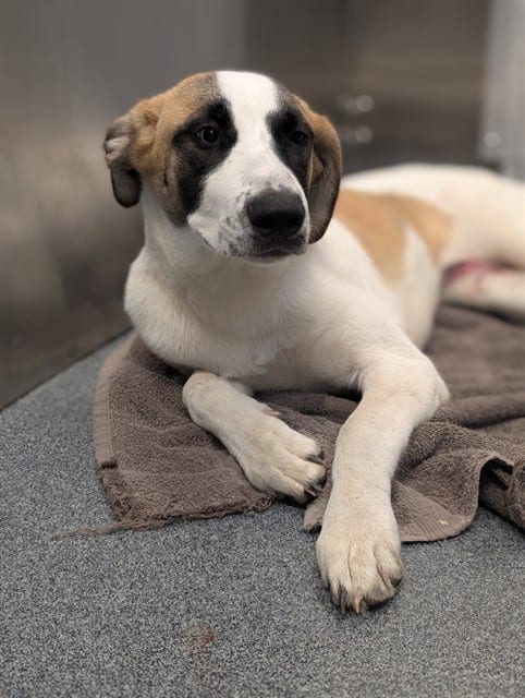 Photo of Arizona, adoptable Mixed Breed