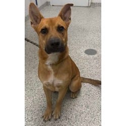 Photo of Merlin, adoptable Mixed Breed (Medium) in Kansas City, Missouri
