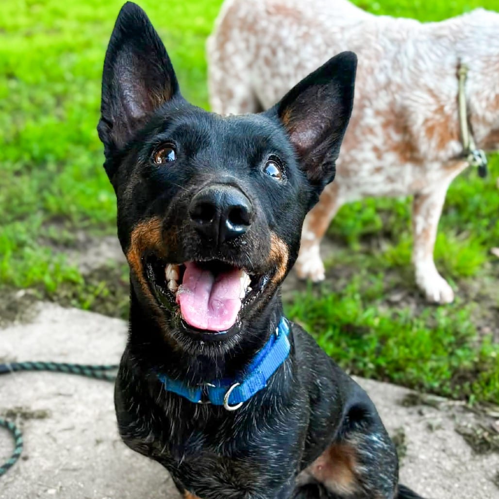 Photo of Freya, adoptable Kelpie, Australian in Ohio, Ohio