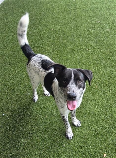 Photo of Boone, adoptable Border Collie in Baytown, Texas