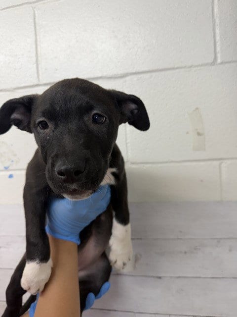 Photo of Socks, adoptable Pit Bull Terrier in San Bernardino, California