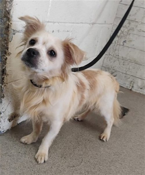 Photo of Lincoln, adoptable Chihuahua in San Bernardino, California