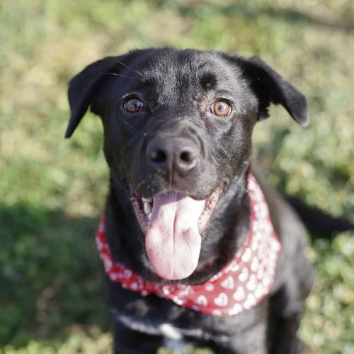 Photo of Tigger, adoptable Labrador Retriever in San Antonio, Texas