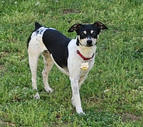 Photo of Zuni (GA), adoptable Rat Terrier in Atlanta, Georgia