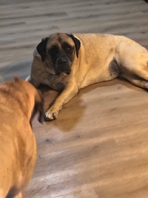Photo of Sammy, adoptable Mastiff in Goodyear, Arizona
