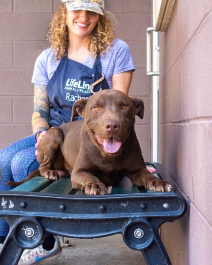 Photo of Ishan, adoptable dog in Chamblee, Georgia