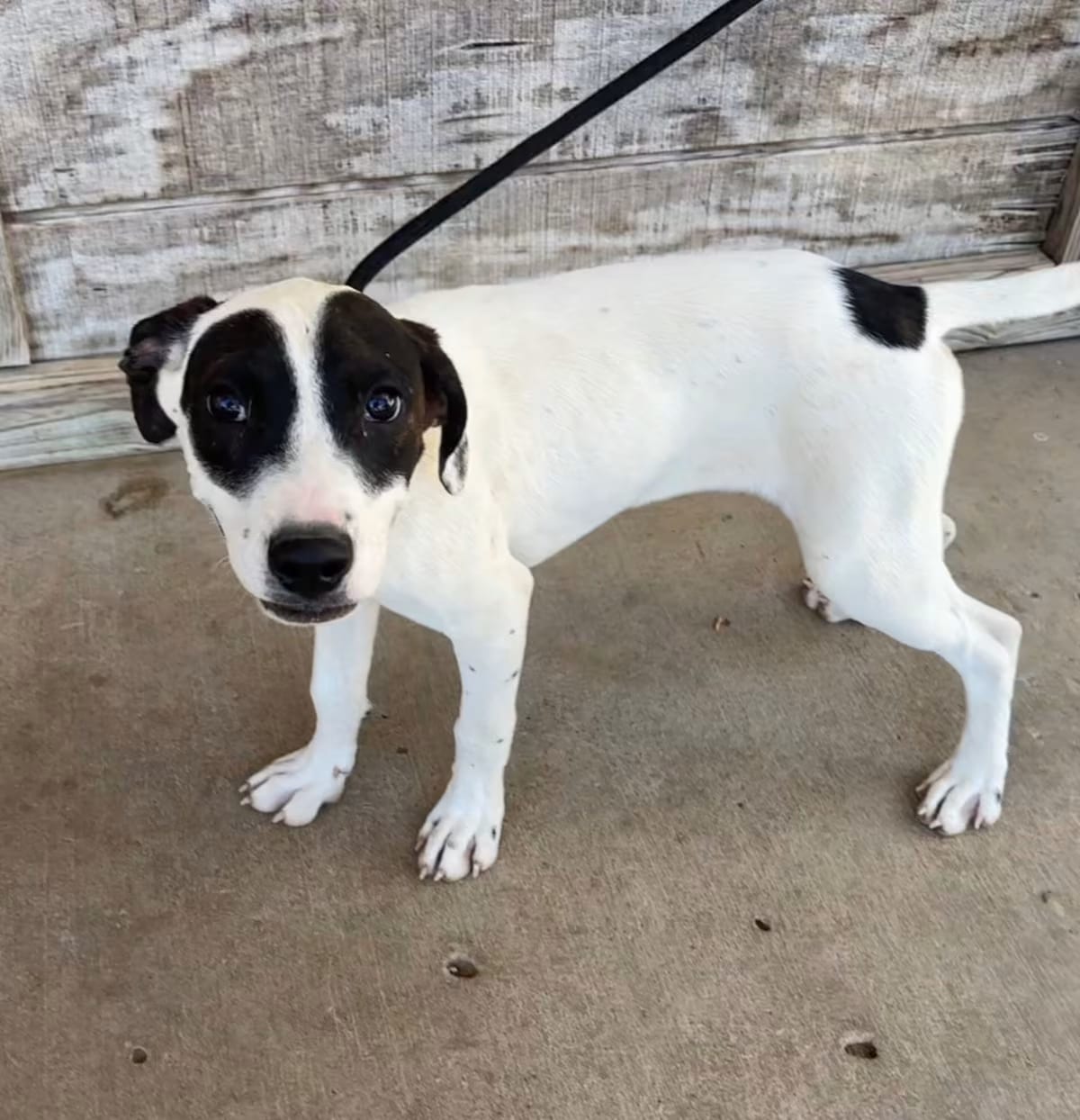 Photo of Dudley, adoptable Pointer in Batesville, Arkansas