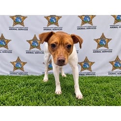 Photo of Poco, adoptable Rat Terrier in Brooksville, Florida