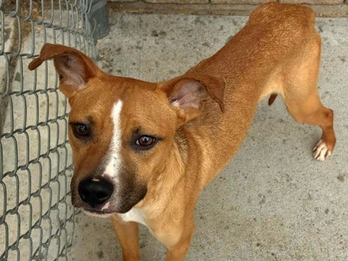 Photo of Roy, adoptable Pit Bull Terrier in Tulsa, Oklahoma